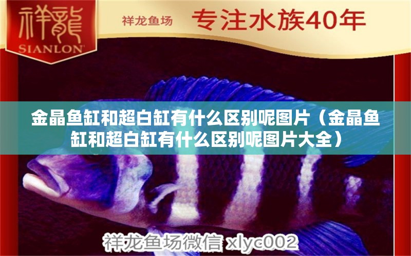 金晶魚缸和超白缸有什么區(qū)別呢圖片（金晶魚缸和超白缸有什么區(qū)別呢圖片大全）