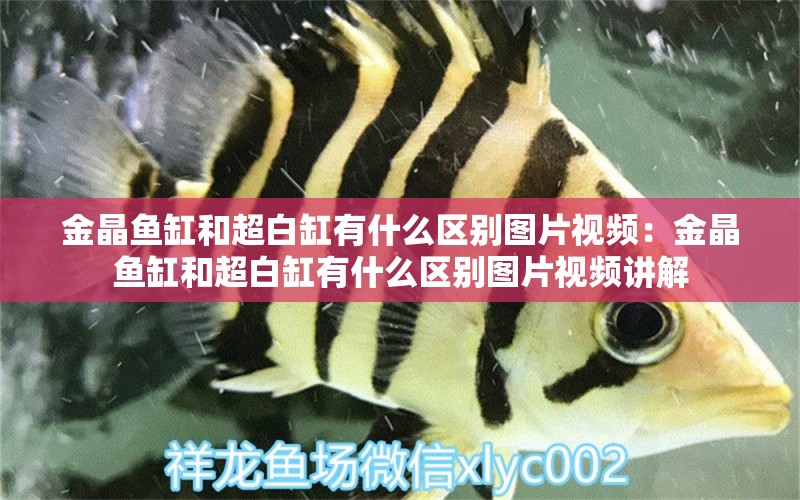 金晶魚缸和超白缸有什么區(qū)別圖片視頻：金晶魚缸和超白缸有什么區(qū)別圖片視頻講解