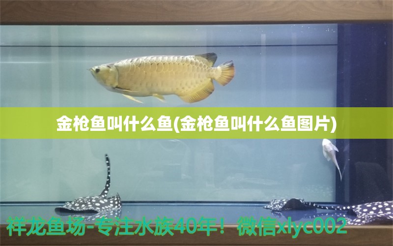 金槍魚叫什么魚(金槍魚叫什么魚圖片) 撒旦鴨嘴魚