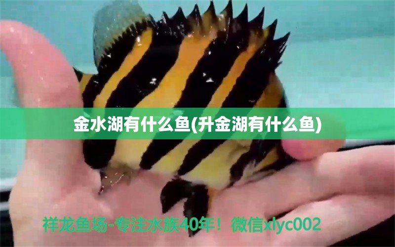 金水湖有什么魚(升金湖有什么魚) 金龍魚糧