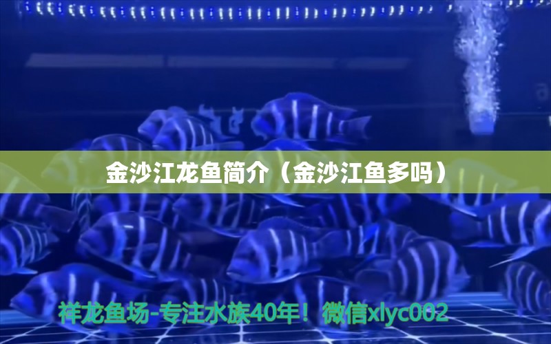 金沙江龍魚簡介（金沙江魚多嗎）