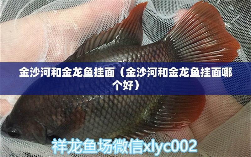 金沙河和金龍魚掛面（金沙河和金龍魚掛面哪個(gè)好） 魚缸等水族設(shè)備