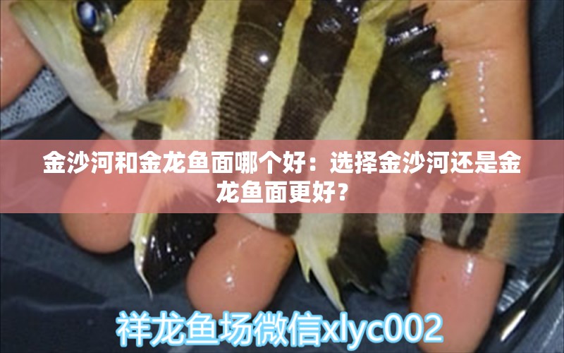 金沙河和金龍魚面哪個(gè)好：選擇金沙河還是金龍魚面更好？ 水族問(wèn)答 第2張