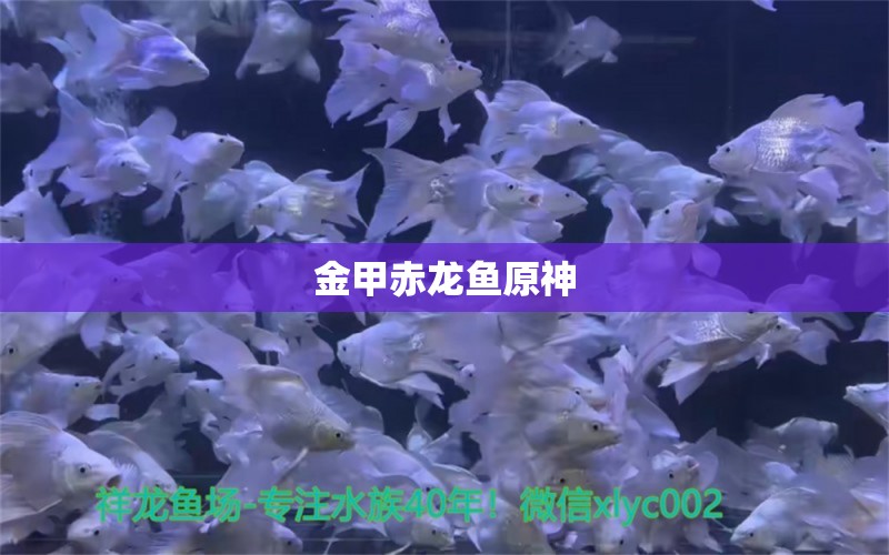 金甲赤龍魚原神