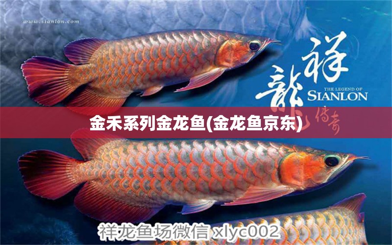 金禾系列金龍魚(金龍魚京東)