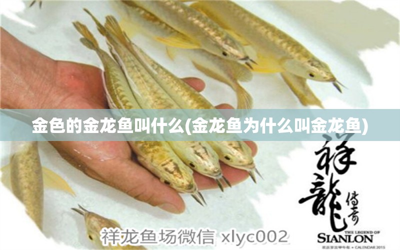 金色的金龍魚叫什么(金龍魚為什么叫金龍魚) 赤焰中國(guó)虎魚