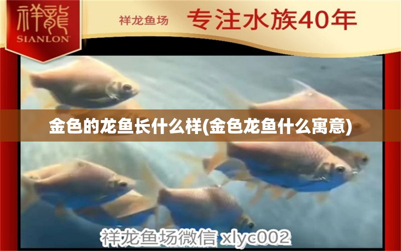 金色的龍魚長什么樣(金色龍魚什么寓意) 赤焰中國虎魚