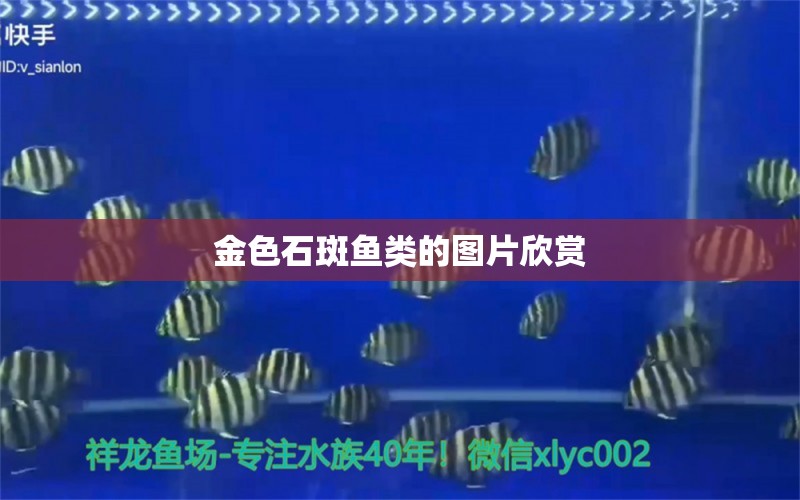 金色石斑魚(yú)類(lèi)的圖片欣賞 財(cái)神鸚鵡魚(yú) 第1張