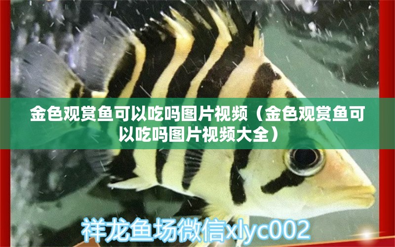 金色觀賞魚可以吃嗎圖片視頻（金色觀賞魚可以吃嗎圖片視頻大全）