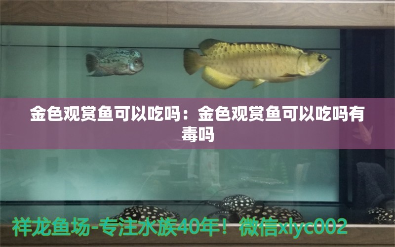 金色觀賞魚可以吃嗎：金色觀賞魚可以吃嗎有毒嗎