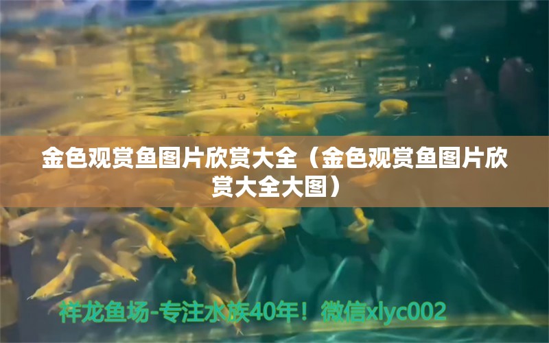 金色觀賞魚圖片欣賞大全（金色觀賞魚圖片欣賞大全大圖）