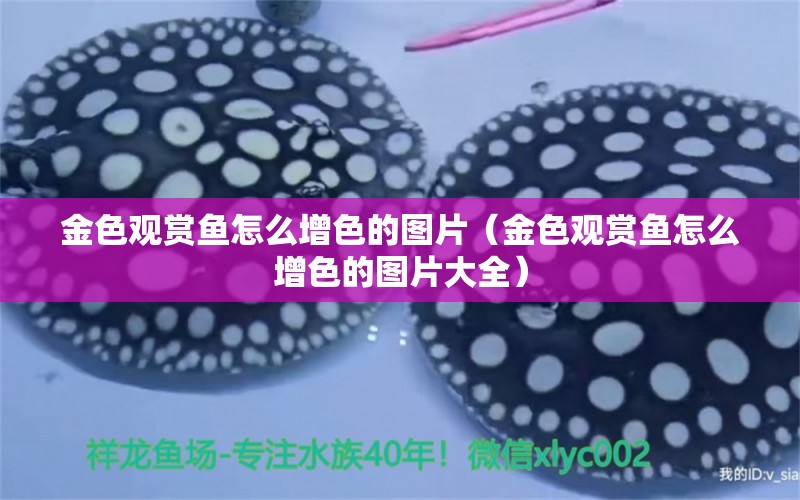 金色觀賞魚怎么增色的圖片（金色觀賞魚怎么增色的圖片大全）