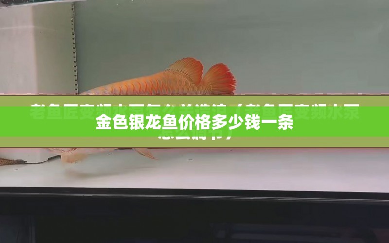 金色銀龍魚價(jià)格多少錢一條 水族問答 第1張