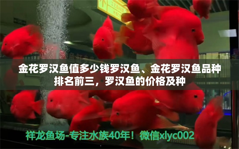 金花羅漢魚值多少錢羅漢魚、金花羅漢魚品種排名前三，羅漢魚的價格及種 羅漢魚 第1張