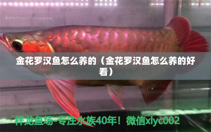 金花羅漢魚(yú)怎么養(yǎng)的（金花羅漢魚(yú)怎么養(yǎng)的好看） 羅漢魚(yú)