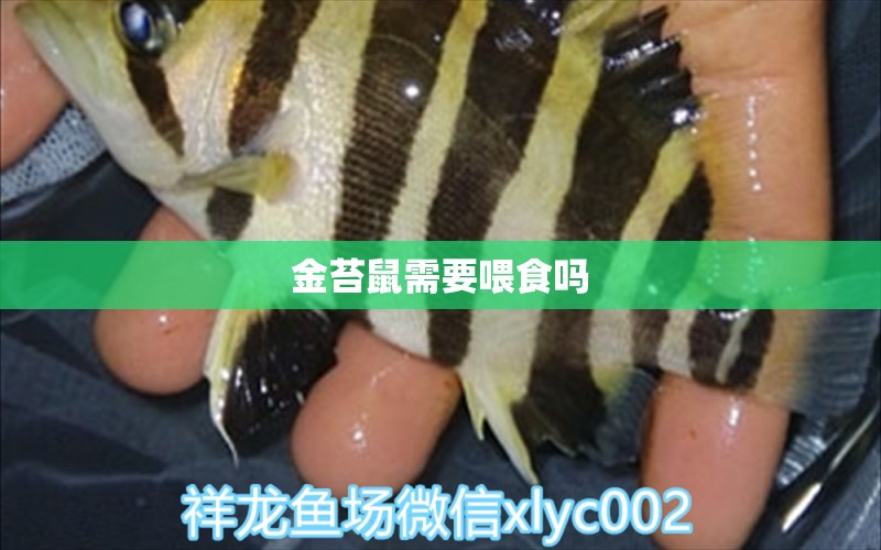 金苔鼠需要喂食嗎