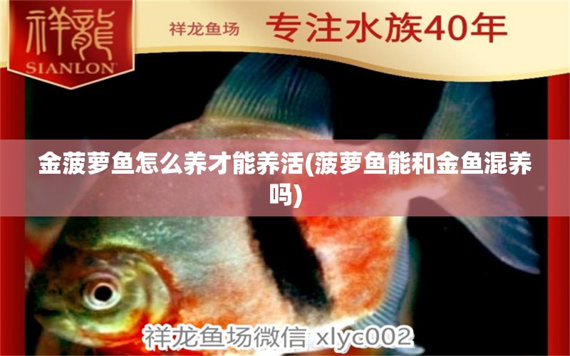 金菠蘿魚怎么養(yǎng)才能養(yǎng)活(菠蘿魚能和金魚混養(yǎng)嗎) 粗線銀版魚