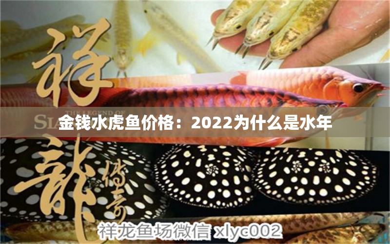 金錢水虎魚價格：2022為什么是水年