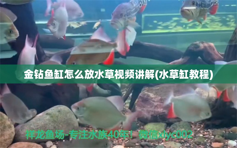 金鉆魚缸怎么放水草視頻講解(水草缸教程) 水草