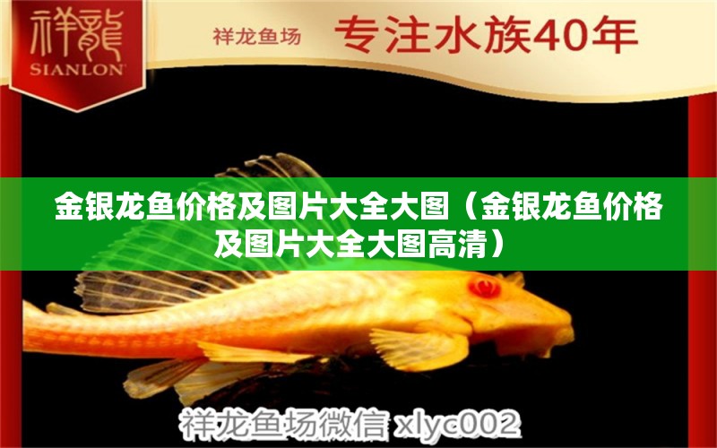 金銀龍魚價格及圖片大全大圖（金銀龍魚價格及圖片大全大圖高清）