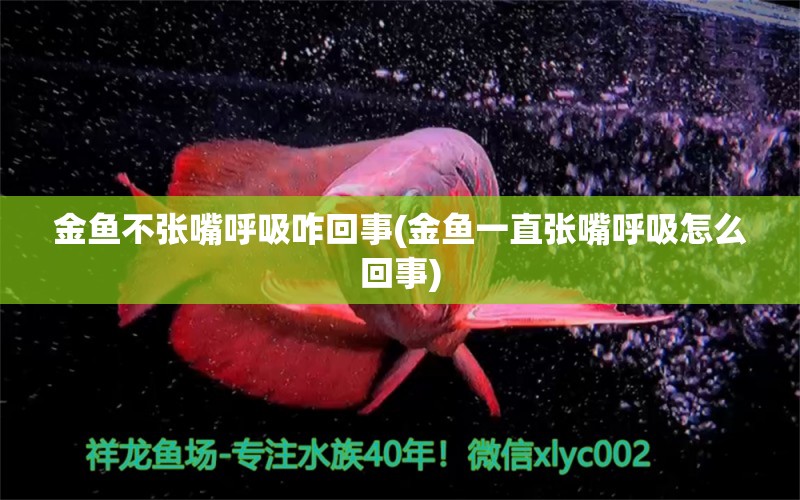 金魚不張嘴呼吸咋回事(金魚一直張嘴呼吸怎么回事) 金老虎魚