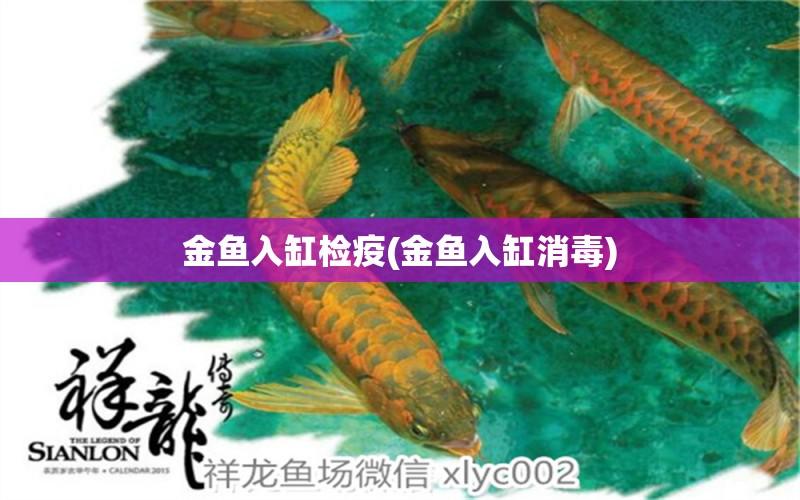 金魚入缸檢疫(金魚入缸消毒) 粗線銀版魚