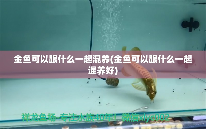 金魚可以跟什么一起混養(yǎng)(金魚可以跟什么一起混養(yǎng)好) 帝王血鉆魚