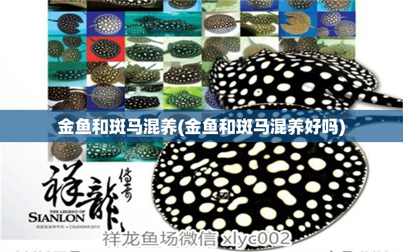 金魚和斑馬混養(yǎng)(金魚和斑馬混養(yǎng)好嗎) 觀賞魚批發(fā)