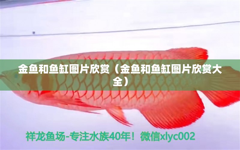 金魚(yú)和魚(yú)缸圖片欣賞（金魚(yú)和魚(yú)缸圖片欣賞大全） 祥龍水族醫(yī)院