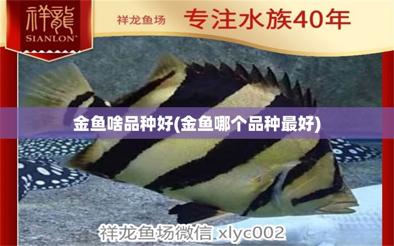 金魚啥品種好(金魚哪個品種最好) 黃金鴨嘴魚