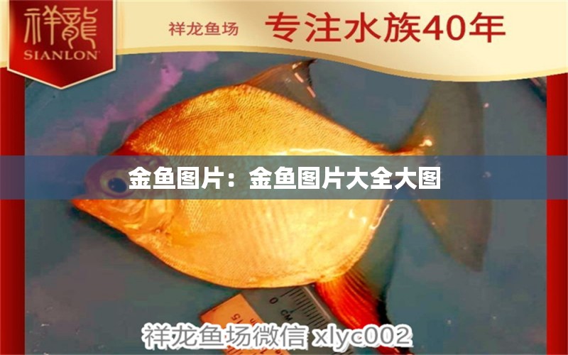 金魚(yú)圖片：金魚(yú)圖片大全大圖 月光鴨嘴魚(yú)苗