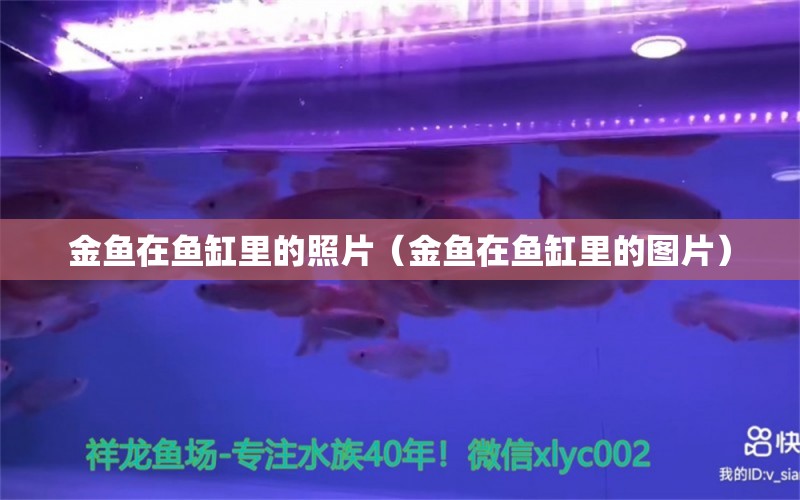 金魚在魚缸里的照片（金魚在魚缸里的圖片） 祥龍水族醫(yī)院