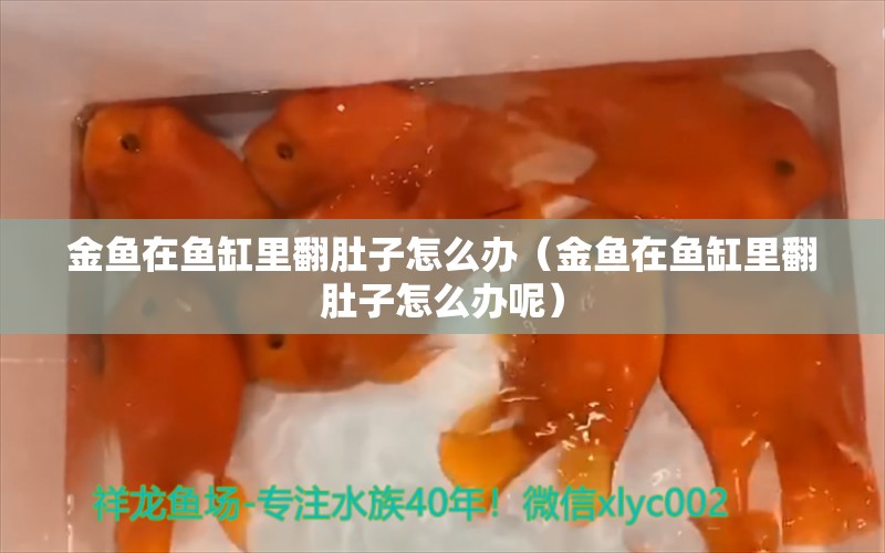 金魚在魚缸里翻肚子怎么辦（金魚在魚缸里翻肚子怎么辦呢）