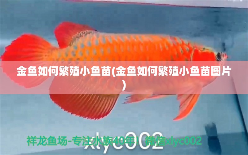 金魚如何繁殖小魚苗(金魚如何繁殖小魚苗圖片)