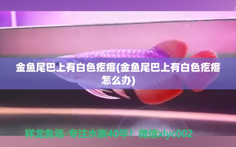 金魚尾巴上有白色疙瘩(金魚尾巴上有白色疙瘩怎么辦) 泰國虎魚