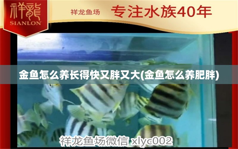 金魚怎么養(yǎng)長得快又胖又大(金魚怎么養(yǎng)肥胖) 一眉道人魚