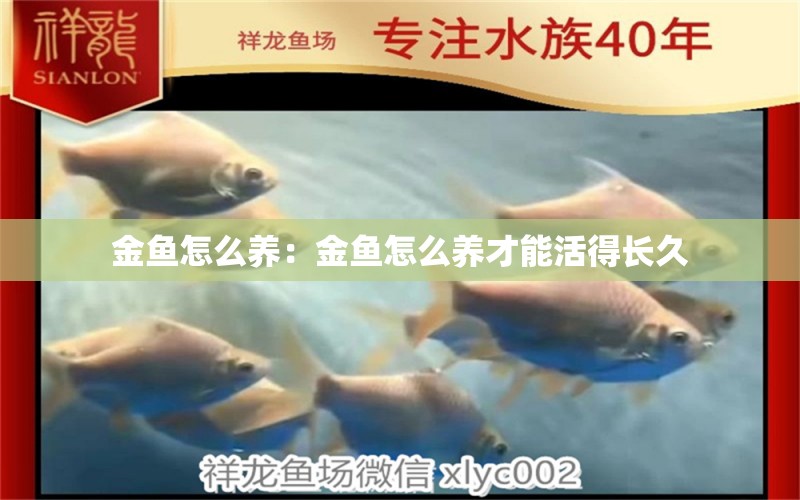 金魚怎么養(yǎng)：金魚怎么養(yǎng)才能活得長久 印尼小紅龍