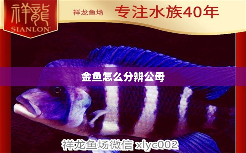 金魚怎么分辨公母 古典過背金龍魚 第3張