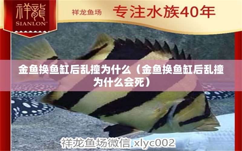 金魚換魚缸后亂撞為什么（金魚換魚缸后亂撞為什么會死） 泰國雪鯽魚