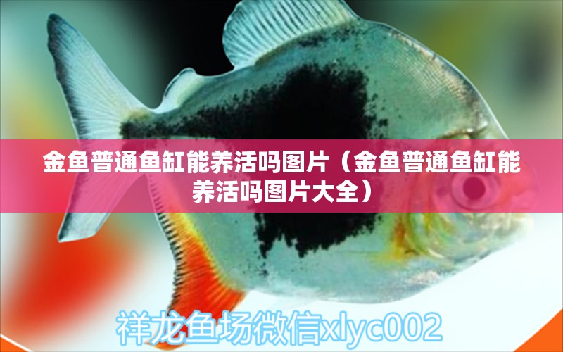 金魚普通魚缸能養(yǎng)活嗎圖片（金魚普通魚缸能養(yǎng)活嗎圖片大全）