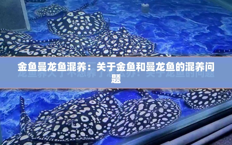 金魚曼龍魚混養(yǎng)：關(guān)于金魚和曼龍魚的混養(yǎng)問題