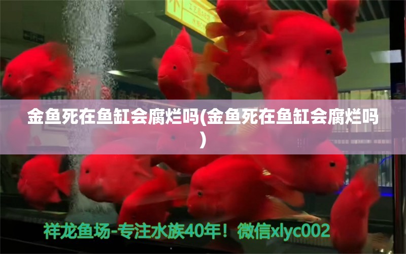 金魚(yú)死在魚(yú)缸會(huì)腐爛嗎(金魚(yú)死在魚(yú)缸會(huì)腐爛嗎) 水族燈（魚(yú)缸燈）