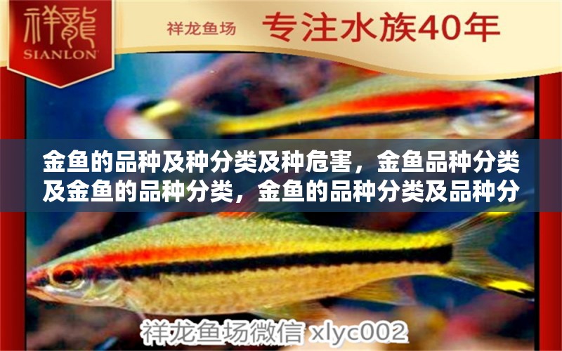 金魚(yú)的品種及種分類(lèi)及種危害，金魚(yú)品種分類(lèi)及金魚(yú)的品種分類(lèi)，金魚(yú)的品種分類(lèi)及品種分類(lèi) 白玉紅龍魚(yú) 第1張