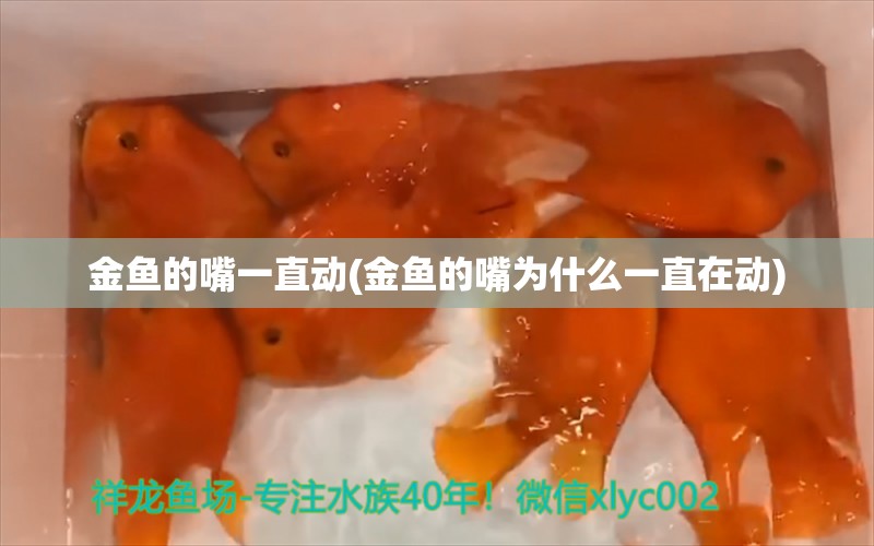 金魚的嘴一直動(金魚的嘴為什么一直在動)