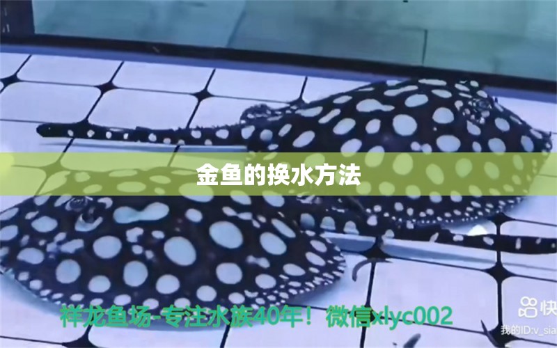 金魚的換水方法 銀龍魚苗 第3張