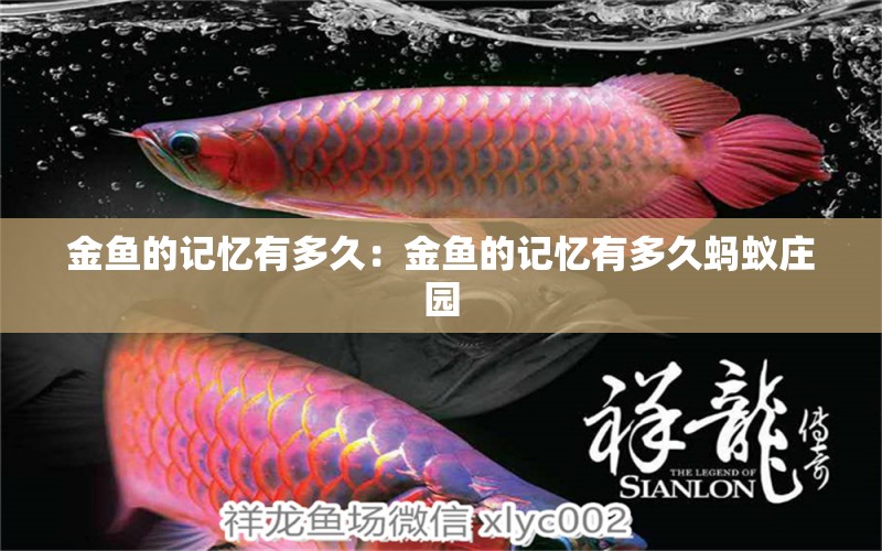 金魚的記憶有多久：金魚的記憶有多久螞蟻莊園 大日玉鯖魚