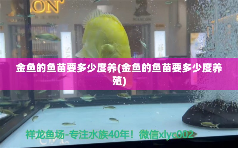 金魚的魚苗要多少度養(yǎng)(金魚的魚苗要多少度養(yǎng)殖) 薩伊藍(lán)魚