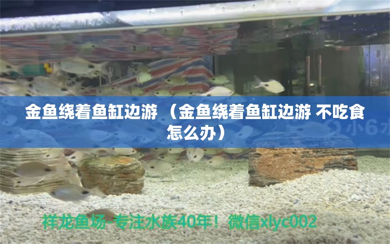 金魚繞著魚缸邊游 （金魚繞著魚缸邊游 不吃食怎么辦） 稀有紅龍品種 第1張