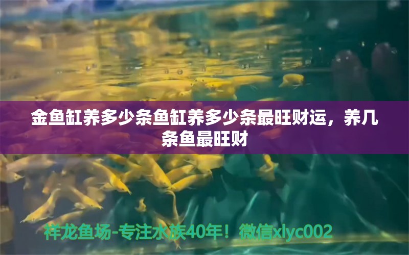 金魚缸養(yǎng)多少條魚缸養(yǎng)多少條最旺財運，養(yǎng)幾條魚最旺財