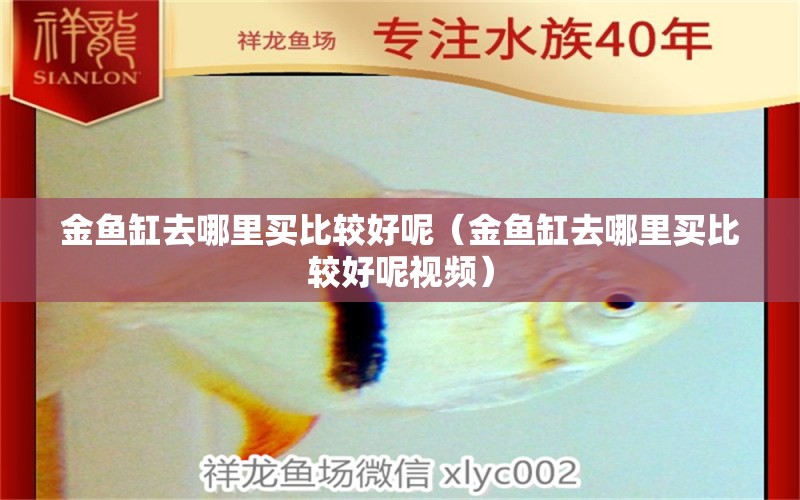 金魚缸去哪里買比較好呢（金魚缸去哪里買比較好呢視頻）